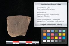 Foto (Objekt + Etikett) von Pinus praepumilio Ettingshausen (NHMW-GEO-2024-0188-0259)